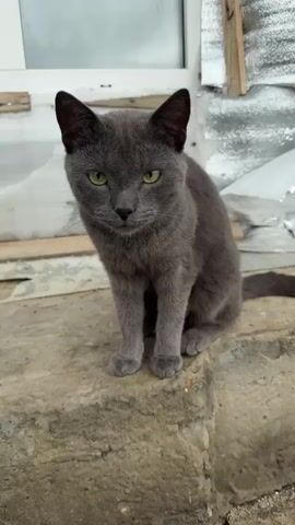 A gray cat sits on a stone surface. The cat is facing the camera with its eyes looking forward. The cat's ears are perked up. The cat is sitting on what appears to be the edge of a concrete step or foundation. In the background, there are some blurry objects that suggest an outdoor setting. The lighting is natural.