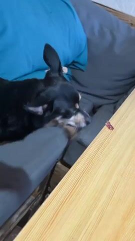 A small black and tan dog is standing by a light brown wooden table. The dog is looking down at the table and appears to be eating something. The dog's tongue is visible, and it is licking a small piece of red food off the table. The background of the video shows a couch with blue and gray cushions. The scene appears to be indoors.