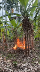 Small ground fire burns through dried debris at banana grove base