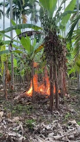 The video shows a small, contained fire burning at the base of several banana trees in a tropical grove. The fire is bright orange and consumes dried leaves and debris on the ground. The banana trees have large green leaves and their trunks are made of layered fibers. Other trees, likely palm trees, are visible in the background, creating a dense, green environment. The ground is covered with fallen leaves and plant matter, indicating a natural setting.