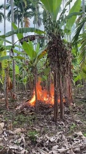 Small ground fire burns through dried debris at banana grove base