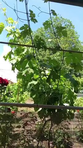 This is a video file showing a garden scene under a bright, sunny sky with fluffy white clouds. The foreground is partially obscured by a woven fence, through which several red roses are visible, some in bloom and others as buds. Above the fence, a lush green vine with large leaves hangs from horizontal wires, creating a natural archway. In the background, a tall bush with a cluster of vibrant red roses stands out against a backdrop of green foliage and trees. Beyond the garden, a glimpse of a village or town can be seen, with buildings and a utility pole suggesting a residential area. The overall impression is one of a warm, pleasant day in a garden setting, likely in the late morning or early afternoon given the strong sunlight and blue sky. There is no visible text in the video.
