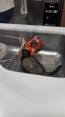 Ferret raids the sink while dogs hang around the house