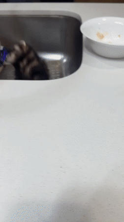 Ferret raids the sink while dogs hang around the house