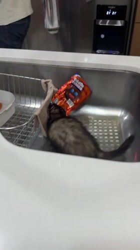 Ferret raids the sink while dogs hang around the house