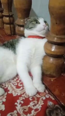 The video shows a white cat with dark gray patches lying on a patterned red rug. The cat is resting against the leg of a wooden table or chair, and is wearing a red collar. The cat looks up and then looks down.