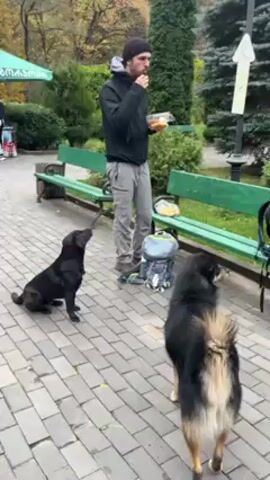 The video shows a park with paved brick walkways, green benches, trees, and vegetation. A man stands on a brick path, holding a container and eating from it, with two dogs looking up at him. Another dog walks behind them. There is a small amusement area with colorful canopies and people in the background. The camera pans to show more of the park with a view of a hillside.