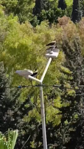 Two magpies perch on a streetlamp, one to the left and one to the right on a higher fixture. The one on the right is near what appears to be an egg. The background is filled with lush green trees.