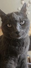 Grey cat grooming, city traffic captured in morning footage