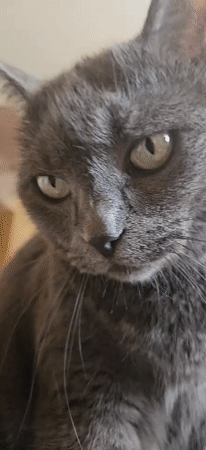 Grey cat grooming, city traffic captured in morning footage