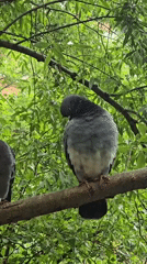 Pigeons gather in urban park during morning hours