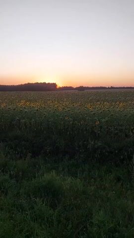 The video shows a vast field of sunflowers under a pale sky at sunset. The sun is setting behind a line of trees in the distance, casting a warm glow over the horizon. The foreground is filled with tall green grass. The camera is mostly still, with subtle movements that suggest it may be handheld or on a tripod. There are no people or animals visible in the video. The overall mood is peaceful and serene.