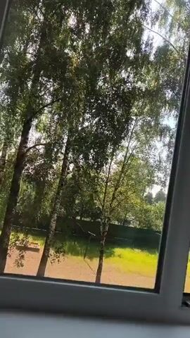 The video shows a view through a window of trees and a grassy yard. The sun is shining brightly, casting shadows through the leaves. The trees appear to be birch trees with white bark. There is a fence in the background, and some buildings are visible in the distance. The camera is slowly panning to the right, offering a wider view of the scenery. The overall impression is one of a peaceful, sunny day.