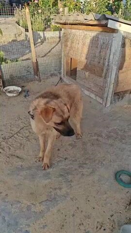 A medium-sized tan dog with black ears stands in a sandy enclosure. A wooden doghouse is visible behind the dog. The dog lifts its front paws off the ground and appears to be jumping. The dog then sits down. The dog is panting with its tongue hanging out and appears to be looking around the enclosure. The dog then sits up and looks at the camera.