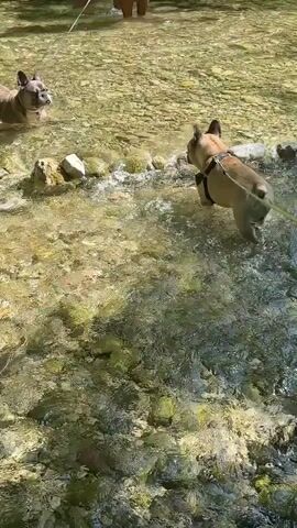 Two French bulldogs are wading in shallow, clear water with rocky bottoms. One dog, fawn-colored, wears a dark harness and is in the foreground, splashing its way through the water towards the right. The other dog, brindle-colored, is in the background to the left, standing still and looking to its right. A person's legs are visible in the far background, wading in the water. The sun is shining, creating dappled light on the water and rocks.