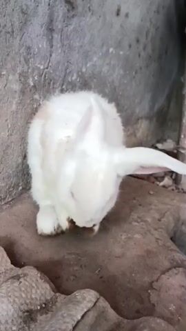 A white rabbit with light brown patches on its back is shown in a close-up shot. The rabbit is sitting on a rough, uneven surface, possibly dirt or stone, with a textured, grey wall behind it. There are some bamboo poles visible in the background. The rabbit is grooming itself, lowering its head and using its paws to clean its face and chest. Its eyes are visible, appearing pinkish. The lighting is somewhat dim, suggesting an indoor or shaded outdoor environment.