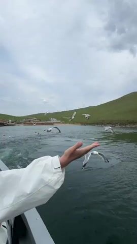 A person in a white jacket is on a boat, with their hands outstretched towards seagulls flying in the air. The seagulls are flying over dark green water, and there is a green, hilly landscape in the background with some buildings and a grey, cloudy sky. The person appears to be feeding the seagulls.