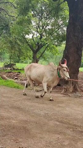 A bull is being led by a man on a dirt path. The bull is white with horns that are decorated with red and yellow paint. It is wearing a green collar and a rope is attached to its head. The man is wearing a pink shirt and dark pants. He is walking to the right of the bull, holding the rope. In the background, there are trees, greenery, and a cart. The sky is overcast.