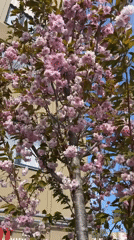 Spring blooms spotted in Zelenogradsk: pink trees, yellow dandelions