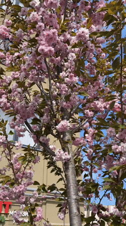 Spring blooms spotted in Zelenogradsk: pink trees, yellow dandelions