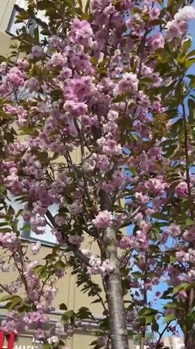 Spring blooms spotted in Zelenogradsk: pink trees, yellow dandelions