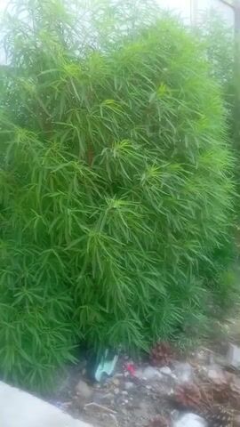 The video shows a close-up, slightly shaky, eye-level view of a dense green shrub with thin, elongated leaves and visible reddish-brown stems. The shrub appears to be a single plant or a row of similar plants positioned against a light-colored, possibly corrugated metal, fence. The ground in front of the shrub is covered with a mixture of small rocks, dirt, and debris, including a few pinecones and what appears to be some litter. The lighting suggests it is daytime, with a diffused light source, possibly overcast skies or shade. The camera pans slightly from left to right, revealing more of the shrub and the fence behind it. There are no people or animals visible in the frame. The overall impression is of an outdoor environment, perhaps a garden or yard, with some untidiness on the ground.