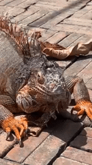 Large iguana spotted basking on Nha Trang streets