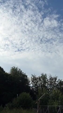A vertical video shows a view of the sky and trees. The sky is partially cloudy with white, puffy clouds against a blue sky. The clouds appear to be scattered and cover a significant portion of the upper half of the frame. Below the sky, there is a dense line of trees. The trees are predominantly green, with varying shades of dark green in the foreground and lighter green visible on some of the leaves and branches. The foliage appears lush and full, suggesting a natural, possibly wooded environment. The bottom of the frame shows a sliver of ground with some dry grass or weeds. The lighting suggests it is daytime, possibly late morning or afternoon, with the sun possibly behind the clouds or off to the side, casting some light and shadow. The video is static, with no apparent movement.
