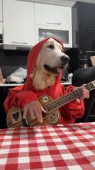 Golden retriever in red hoodie poses with ukulele in Tbilisi