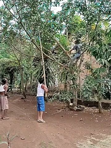 A video shows three individuals near a tree in a yard. Two individuals stand on the ground, while one is perched on a branch of the tree. One of the individuals on the ground holds a long pole. The other two individuals appear to be engaged in harvesting fruit from the tree. The environment appears to be rural with dirt ground and lush foliage.
