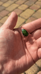 Spring blooms attract insects, butterflies in Izhevsk residential area