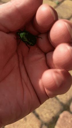 Spring blooms attract insects, butterflies in Izhevsk residential area