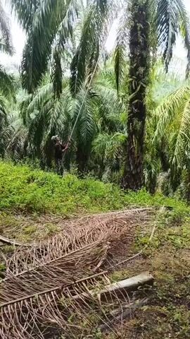 A person in dark clothing with a hat is using a long pole to harvest fruit from a tall palm tree in a plantation. The ground is covered with dry palm fronds. The sky is overcast.