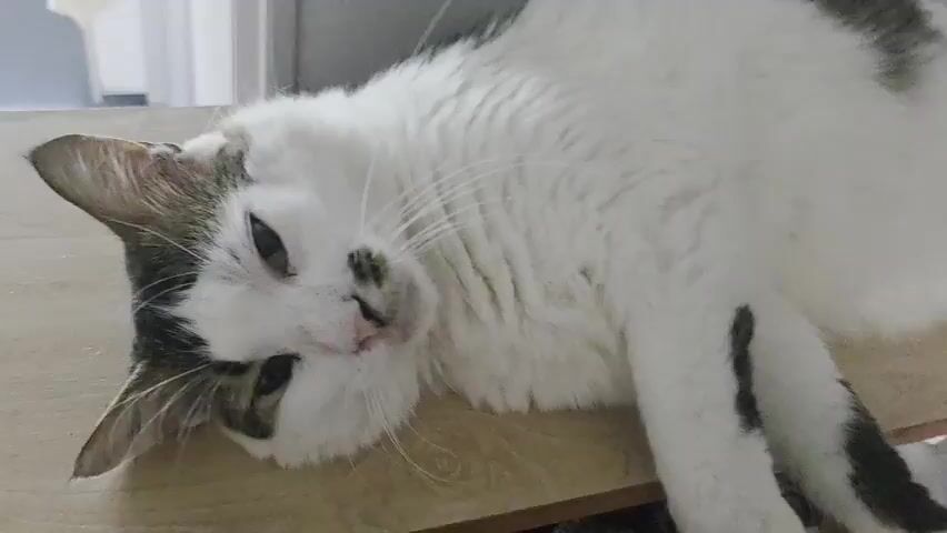 This is a close-up video of a white and grey tabby cat lying on a wooden surface. The cat is mostly white with grey markings on its head and back, and black patches on its paws. It is lying on its side with its head tilted back, appearing relaxed and sleepy. The cat's eyes are partially closed, and its mouth is slightly open, revealing a pink tongue. Its whiskers are long and white. The background is blurred, but it appears to be an indoor setting with a light-colored wall and possibly a window. The lighting suggests it could be daytime. The overall mood of the video is calm and peaceful, highlighting the cat's contentment.