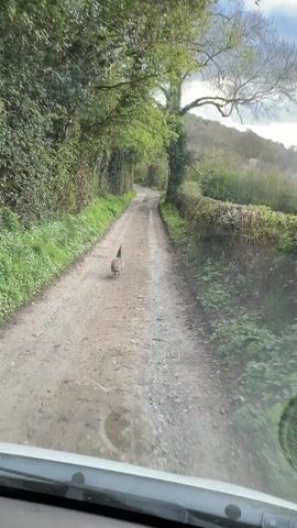 The video shows a peacock walking away from the camera down a dirt road. The road is lined with green bushes and trees on both sides, creating a tunnel-like effect. The view is from inside a vehicle, looking out through the windshield. The sky is overcast. The peacock appears to be the main subject of the video, as it is centered in the frame.
