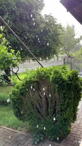 The video shows a steady rainfall in an outdoor setting in Pchelnik, Bulgaria. In the foreground, a large, well-manicured green shrub with some exposed brown branches is prominent. Raindrops are clearly visible, falling against the darker background of trees and foliage. Behind the shrub, more trees and a fence can be seen, suggesting a garden or yard environment. A paved area is visible at the bottom of the frame. The time of day appears to be daytime, likely overcast due to the rain. The sound of rain falling is audible throughout the video. There is no visible text or people.