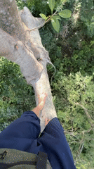 Tree climbing and wildlife spotted across Thailand locations