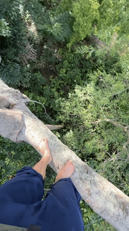 Tree climbing and wildlife spotted across Thailand locations