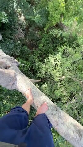The video shows a person walking barefoot on a tree branch from a high angle. The person is wearing navy blue pants. The tree is surrounded by lush green foliage. The camera view is primarily focused on the person's feet and legs, but the surrounding trees and greenery are visible in the background. There is some movement in the camera angle and in the person's movements.