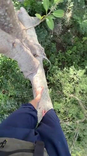 Tree climbing and wildlife spotted across Thailand locations