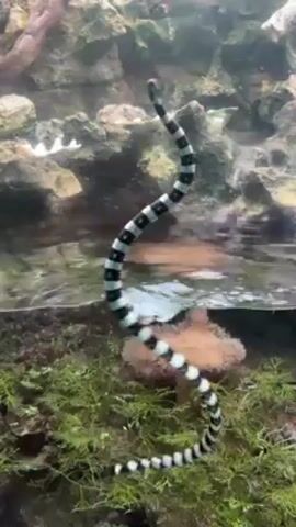 The video depicts a Banded Sea Krait, a venomous snake with black and white stripes, swimming in an aquarium. The snake is moving vertically in the water, its body swaying rhythmically as it ascends towards the surface. The aquarium has a rocky backdrop, with various types of aquatic plants and coral at the bottom.