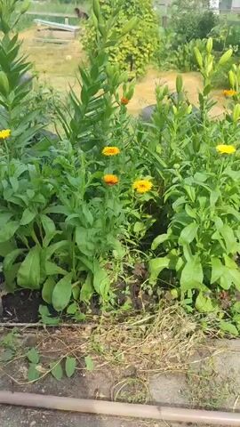 A video shows a close-up view of a cluster of bright orange and yellow flowers, possibly calendula, with green stems and leaves. The flowers are in bloom, with some fully open and others still developing buds. The background is blurred but suggests an outdoor setting with greenery and possibly a fence or wall. The lighting appears to be natural daylight, casting a warm glow on the flowers. The camera angle is slightly low, looking up at the flowers. There are no people or animals visible in the video.