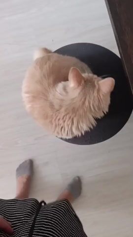 The video begins with an overhead view of a ginger cat curled up on a dark circular stool. A person's feet, wearing grey socks and striped pants, are visible at the bottom of the frame. The person's hands are in the foreground, holding a black string-like object. The person dangles the object, and the cat turns its head to look at it. The camera then shifts to a wider shot. A person wearing a white dress and barefoot is walking away from the camera. A black and white cat is running past the person. The camera then focuses on the black and white cat as it runs across a light-colored floor towards an open doorway. In the background, there are hints of furniture, including stools and a table.