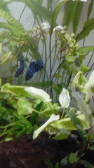 Indoor scenes show aquarium with betta fish, floral artwork