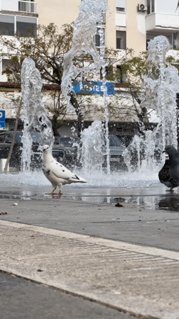 Afternoon street life documented across Bar Montenegro city center