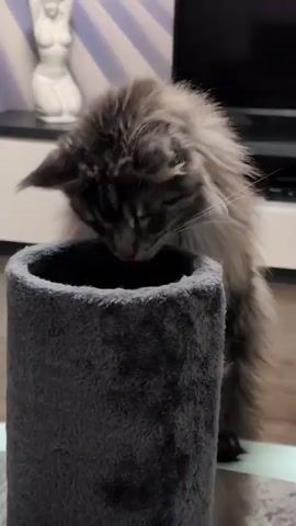 In this close-up video, a fluffy gray kitten with dark stripes is playfully interacting with a cylindrical scratching post. The kitten's head is mostly submerged inside the top opening of the post, with only its bushy tail and hindquarters visible. The kitten appears to be actively engaged with something inside the post, possibly batting at it with its paws.

The setting seems to be an indoor living space. In the background, a television set is visible on a dark media console. To the left of the television, a white decorative figurine, possibly a statue, is placed on a shelf. The floor appears to be a light-colored wood or laminate. The lighting suggests it is daytime, but the specific time of day is not clear. The overall mood is lighthearted and playful, centered on the kitten's amusing antics. No text is visible in the frame. The location is specified as Izmail, Ukraine.