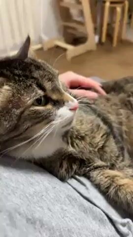 A person is petting a tabby cat. The cat is lying on the person’s lap, which is covered in a gray garment. The cat appears content as it is being stroked. A wooden floor, radiator, and a wooden step stool are visible in the background.
