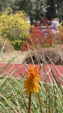 This short video clip, likely filmed in Beverly Hills, United States of America, captures a serene outdoor scene on a sunny day. The foreground is dominated by lush green grass and a vibrant orange flower, possibly a Red Hot Poker, which stands out against the foliage. In the background, a red track or pathway is visible, hinting at a park or recreational area.

The middle ground features a variety of plants with colorful foliage, including bright yellow and deep red bushes, suggesting a well-maintained garden or landscape. The overall impression is one of natural beauty and tranquility.

The primary subject is a single person, a man, who briefly enters the frame in the middle ground. He is seen from behind, wearing a blue t-shirt and dark shorts, and appears to be jogging or walking along the red pathway. His presence adds a touch of human activity to the otherwise static natural setting.

The lighting and the general ambiance suggest it is daytime, likely morning or afternoon, with clear skies. There are no visible signs, text, or overt emotional cues, but the gentle movement of the plants and the distant figure contribute to a peaceful and perhaps slightly invigorating atmosphere, common in a park setting. The camera remains relatively stationary, focusing on the flower in the foreground, with the background slightly blurred, creating a shallow depth of field that highlights the detail of the bloom.