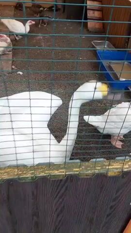 A medium shot shows two white geese with yellow beaks behind a green metal fence. The goose on the left is larger and has its neck extended, appearing to interact with the goose on the right. The goose on the right is smaller and partially obscured by the goose on the left. The background consists of dirt and scattered debris. The lower part of the frame shows a wooden structure. The lighting is dim and the image quality is low.