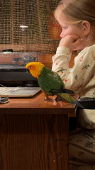 Woman cooks pasta with pet parrot in Khimki kitchen
